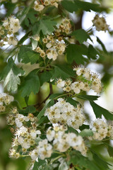 Spring white flowers on a branch with green leaves