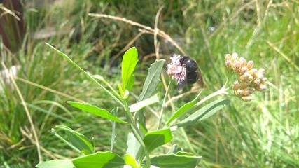 Obraz premium bee on flower