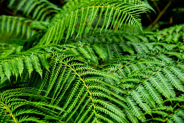 fern in the forest