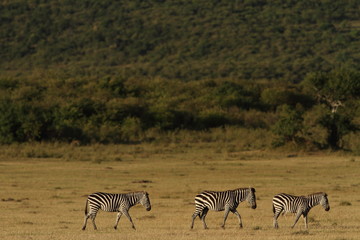 Obraz na płótnie Canvas Zebra, zebras in the wilderness of Africa
