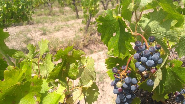 grapes on the vine