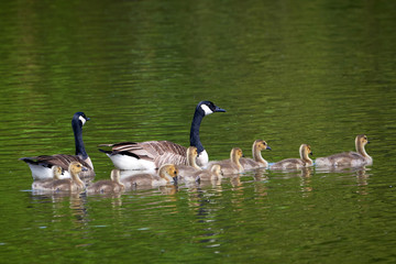 Canada Geese with Chicks ( Branta Canadensis ) in River	