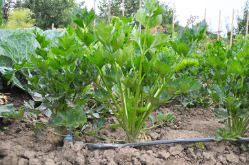 Celery grows in soil with drip irrigation