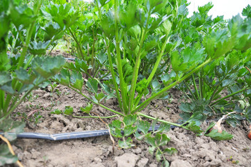 Celery grows in soil with drip irrigation