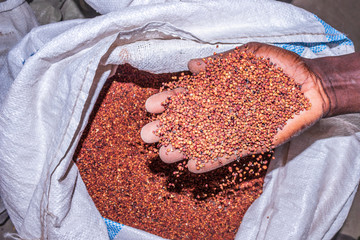 Sorghum bicolor plant harvested and drying in white sacks with scale weighing the food, Uganda,...