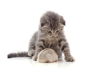 Kitten and hamster.