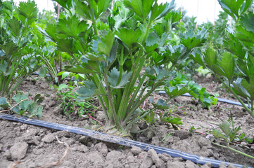 Celery grows in soil with drip irrigation