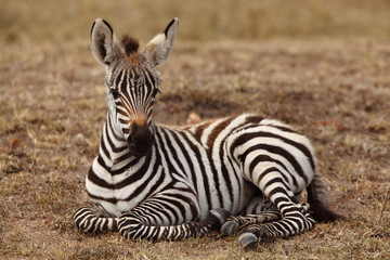 Fototapety  Zebra foal, baby zebra in the wilderness of Africa