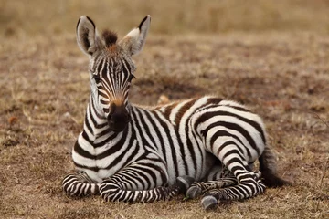 Abwaschbare Fototapete Zebra Zebrafohlen, Babyzebra in der Wildnis Afrikas