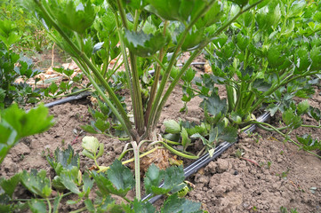 Celery grows in soil with drip irrigation