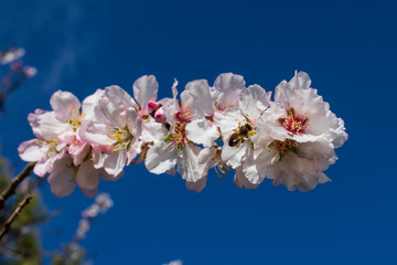 Primavera adelantada