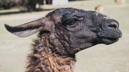 retrato de una llama peruana en libertad