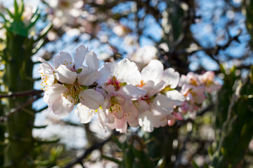 Primavera adelantada