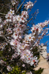 Primavera adelantada