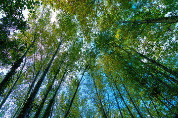 PAISAJE EN PARQUE DE SANTIAGO DE COMPOSTELA, GALICIA, SPAIN