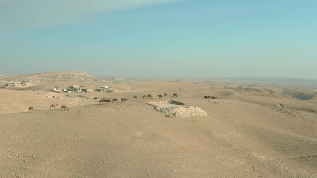 Drone shot of Camels at the Judean Desert. Israel. DJI_0148-01