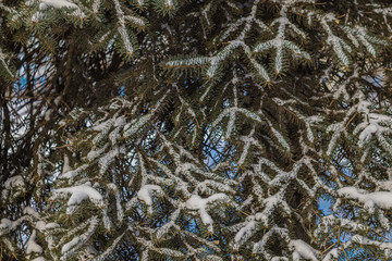 Winter blue spruce in the snow