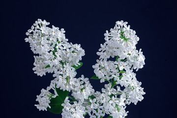 white lilac branch on a dark background, closeup white flowers, spring background