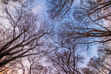 Tree branches against the winter sky