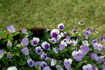 The background purple flowers on green leaves