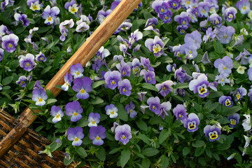 The background purple flowers on green leaves