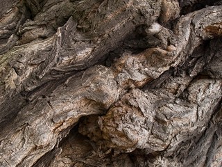 Rough bark on the trunk of an old acacia tree
