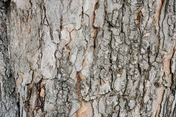 The texture of the bark of chestnut.