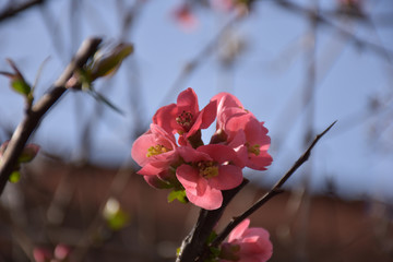 The first pink flowers in early spring