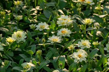  White flowers on green leaves and mild sunlight.