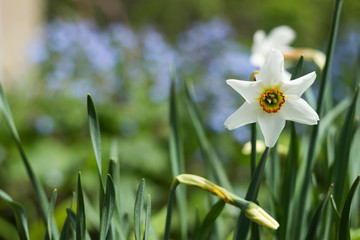 Fototapeta premium White daffodils bloom in the spring in the garden against a background of blue flowers. Delicate daffodils with an orange stamen.