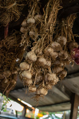 Garlic is hung together in bunche.
