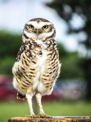 burrowing owl