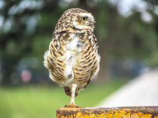 burrowing owl