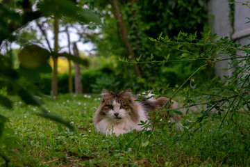 Obraz premium Cats in country garden