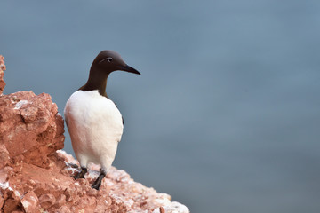 Trottellumme Uria aalge