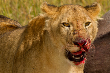 Lion hunt buffalo, lion kill buffalo, bloody lion hunt, lion hunt