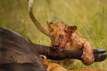 Lion hunt buffalo, lion kill buffalo, bloody lion hunt, lion hunt