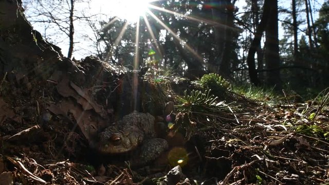 Common toad / European toad (Bufo bufo) in forest looking for shade against the sun
