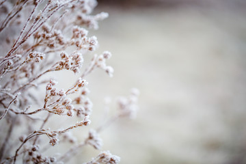 Macro of frost-covered winter bushes