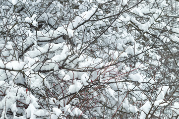 Wild beauty of the winter nature of rural Russian remote places. Bushes shrubs and tree branches in...