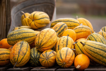 Hoopje Pompoenen -  pile of pumpkins