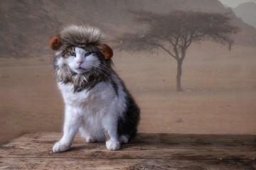 Funny cat with a lion's mane on a desert background