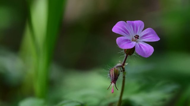 Herb-Robert / red Robin / death come quickly / storksbill / fox geranium (Geranium robertianum) in flower
