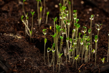 Preparing for spring, we grow a Petunia flower. Small seedlings with drops of water.