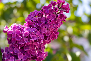 beautiful spring blossoming lilac branch