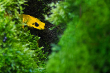 Yellow poison frog looks cautiously from the shelter of the moss. Golden poison frog
