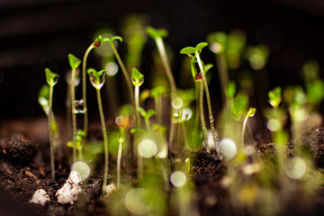Preparing for spring, we grow a Petunia flower. Small seedlings with drops of water.