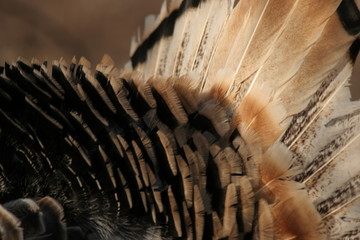 plumage turkey
