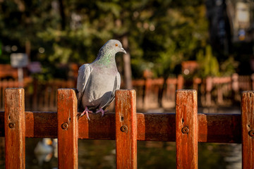 A pigeon sitting on wood in Kugulu Park and fountain in background, Ankara, Turkey