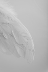 Wings with white feathers on white background